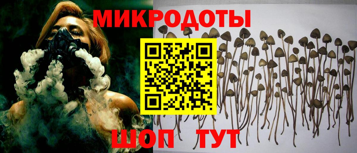 Псилоцибиновые грибы Psilocybe Домодедово